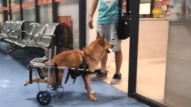 狗狗如今已痊愈，正待好心人领养回家。