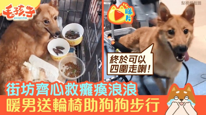 【街市有真爱】瘫痪流浪狗获暖男送轮椅　网民：人间有天使