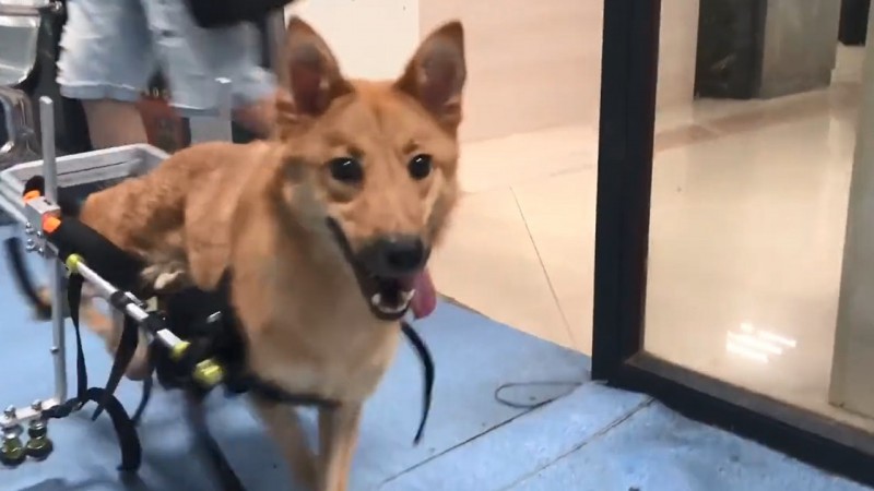 流浪狗经过治疗后，终于可以再次自由走动。