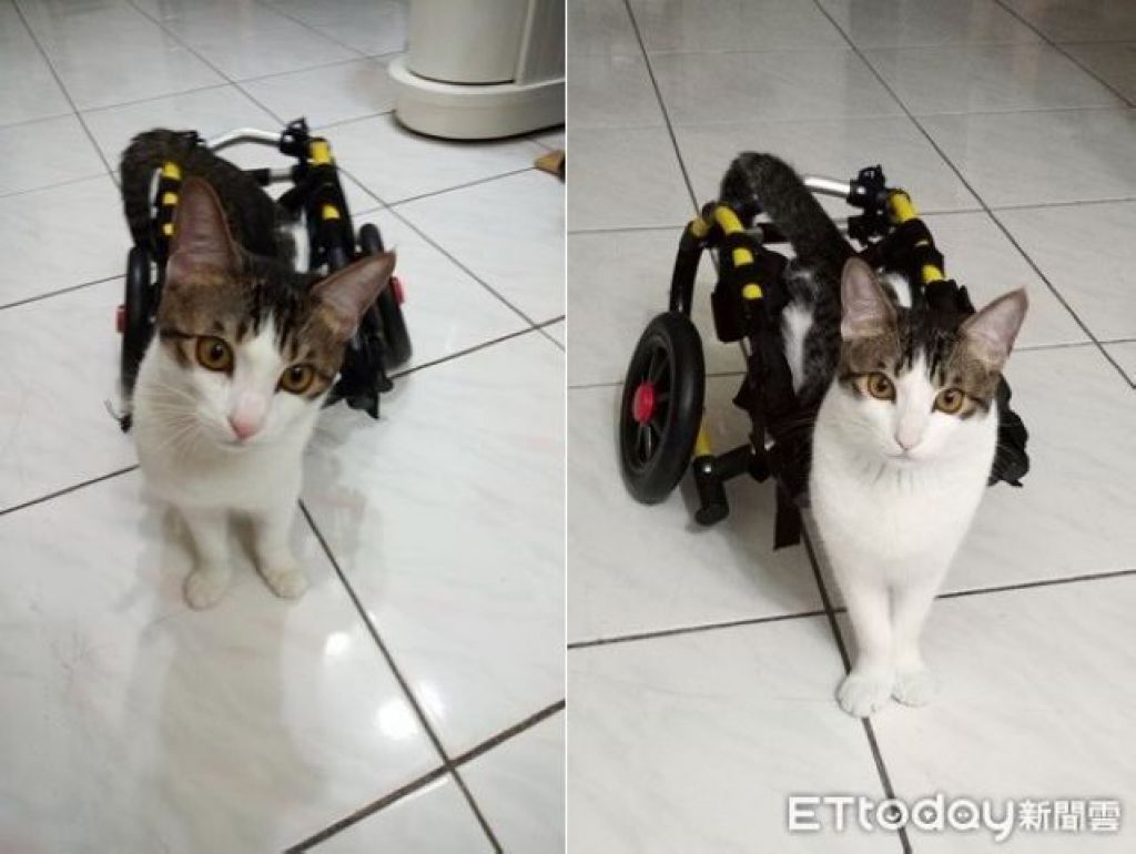 巧巧長得清秀可愛