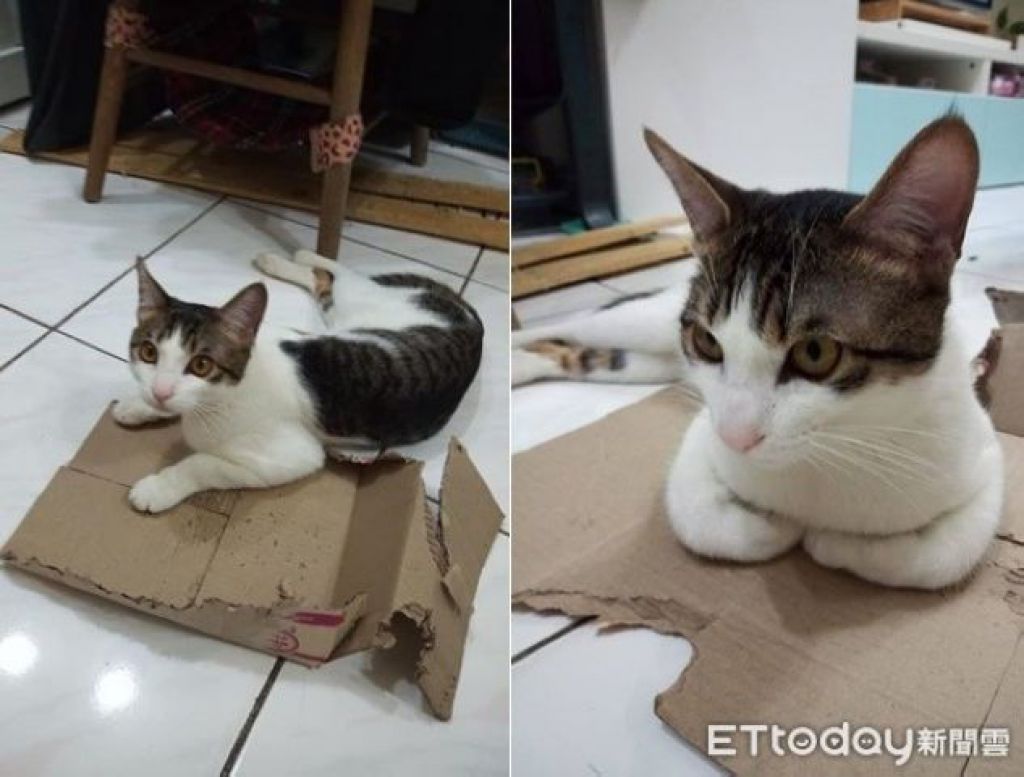 在幸福的家長大，巧巧過得很快樂