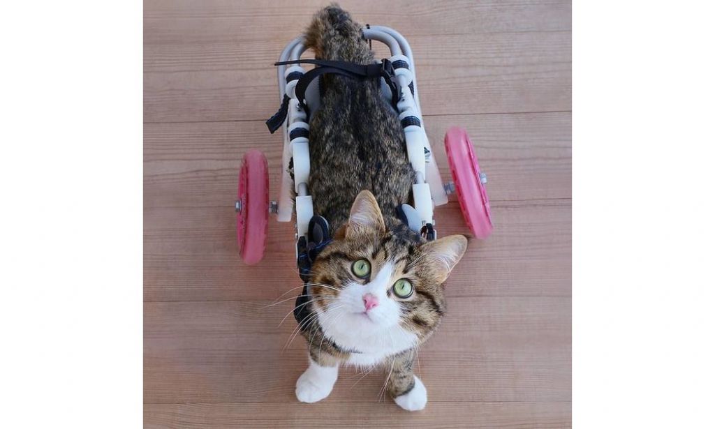 猫界最强表情王Rexie 曾受虐待致半身不遂