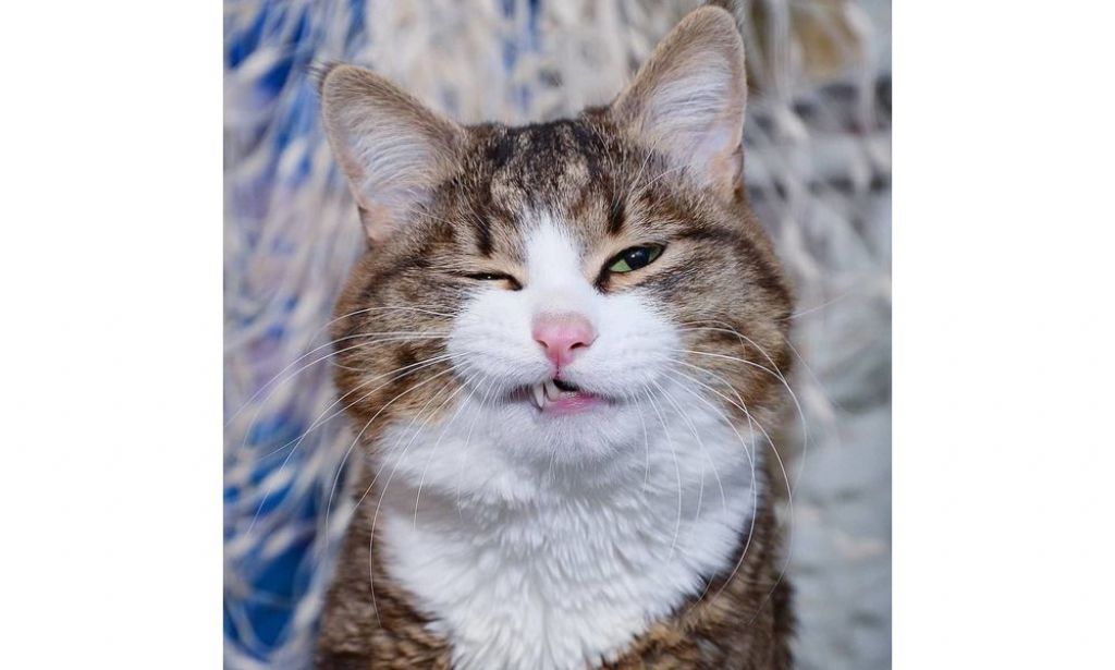 猫界最强表情王Rexie 曾受虐待致半身不遂