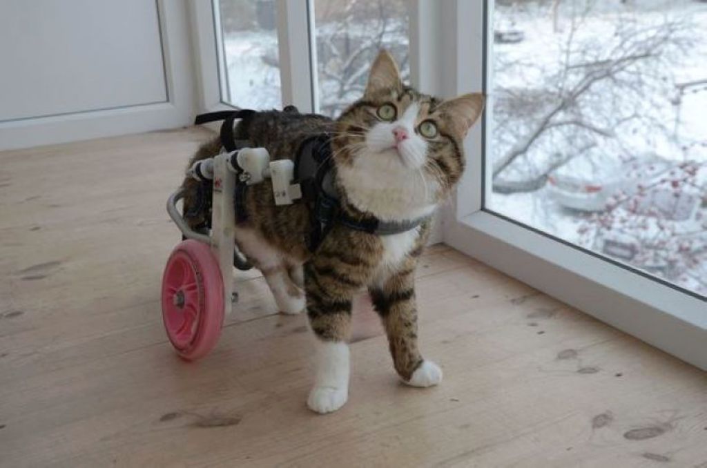 猫界最强表情王Rexie 曾受虐待致半身不遂