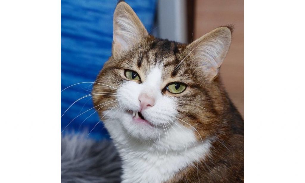 猫界最强表情王Rexie 曾受虐待致半身不遂