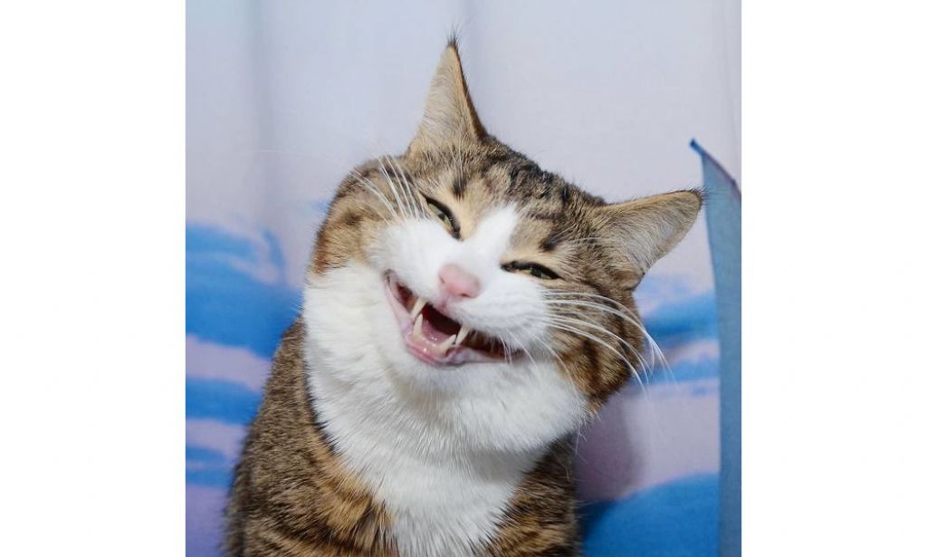 猫界最强表情王Rexie 曾受虐待致半身不遂