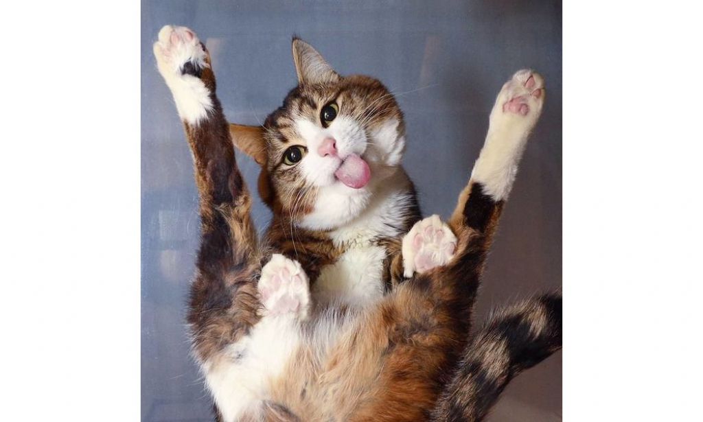 猫界最强表情王Rexie 曾受虐待致半身不遂