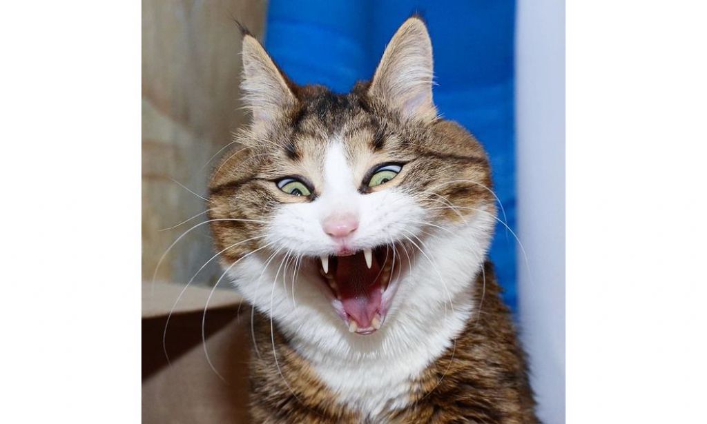 猫界最强表情王Rexie 曾受虐待致半身不遂