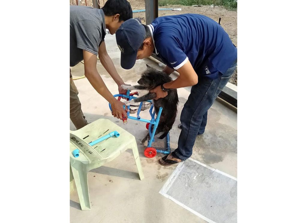 “山谷的聖人”不止助人‧為逾百殘疾狗制輪椅