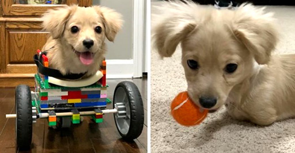 男童用乐高打造小轮椅 送给没有前脚的萌犬