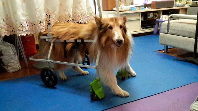 不离不弃-50岁眼镜店老板带轮椅狗狗上班