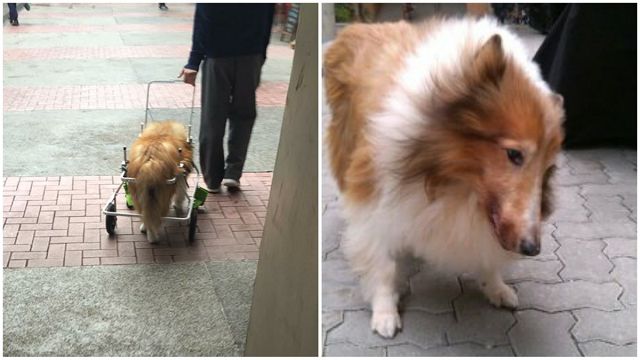 不离不弃-50岁眼镜店老板带轮椅狗狗上班