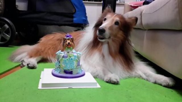 不离不弃-50岁眼镜店老板带轮椅狗狗上班