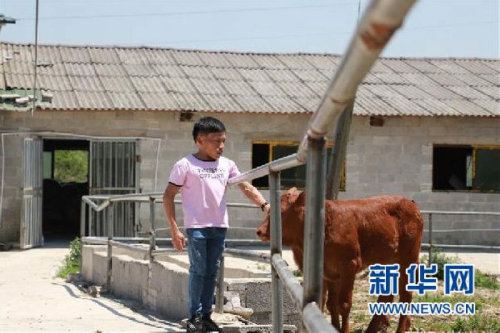 在牛棚外，王华银用手摸了摸小牛（2020年5月7日摄）