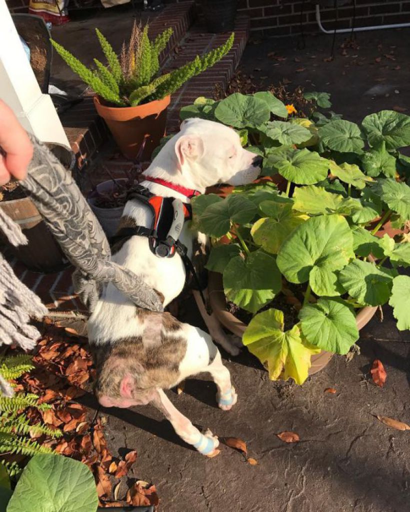 轮椅一拿出 瘫痪狗狗化身火箭咚咚咚冲到面前：出去玩罗！