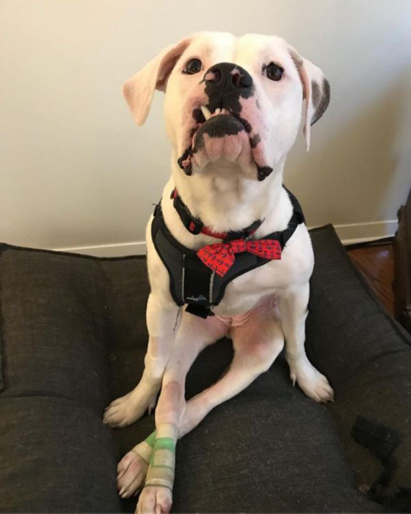 轮椅一拿出 瘫痪狗狗化身火箭咚咚咚冲到面前：出去玩罗！