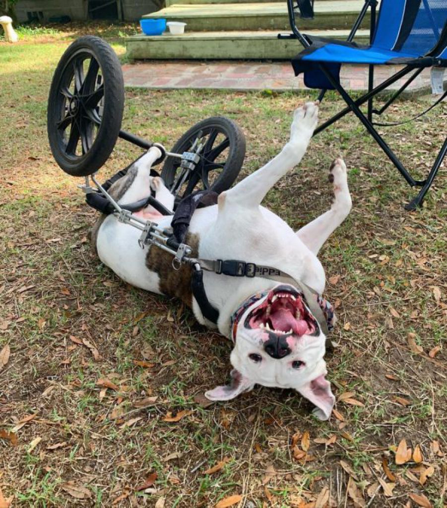 轮椅一拿出 瘫痪狗狗化身火箭咚咚咚冲到面前：出去玩罗！