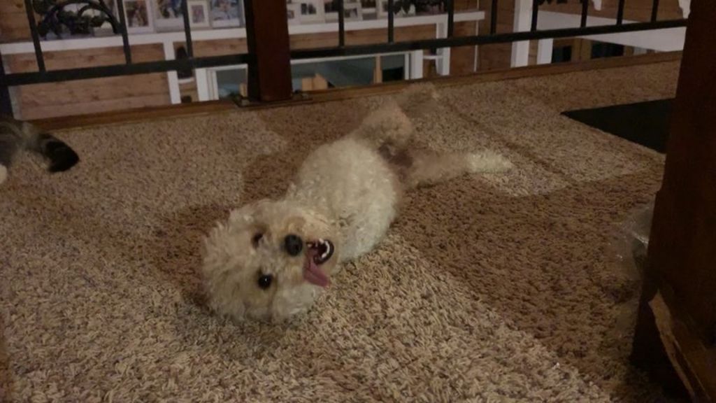 最終，貴婦狗被截去前肢，要重新適應生活。而Zach 與妻子Heather接小狗回家當天，正好是情人節，於是便為貴納狗取名為Cora Rose。在法語中，Cor是心的意思，加上代表了情人節的花，可見這狗