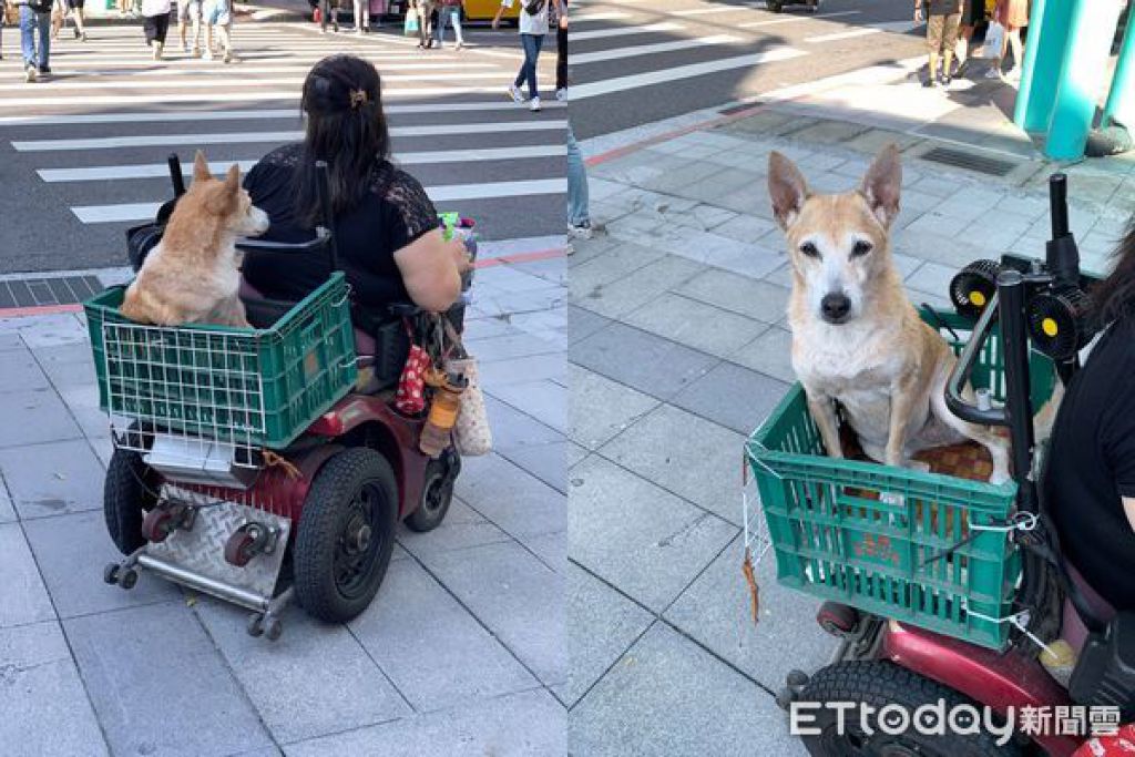 17岁老毛孩吹风扇乖坐「专属宝位」　暖陪妈妈推轮椅上街做生意  
