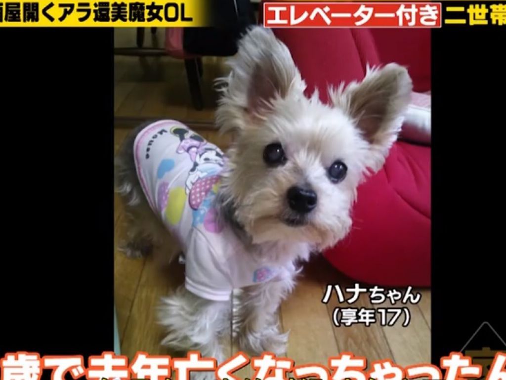 17歲愛犬已去世。